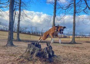 Dog leaping outdoors near dog-friendly Blacksburg VA hotels