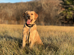 Dog outdoors near top dog-friendly hotels in Blacksburg, VA.
