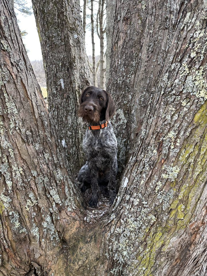 Our Dog Training Philosophy