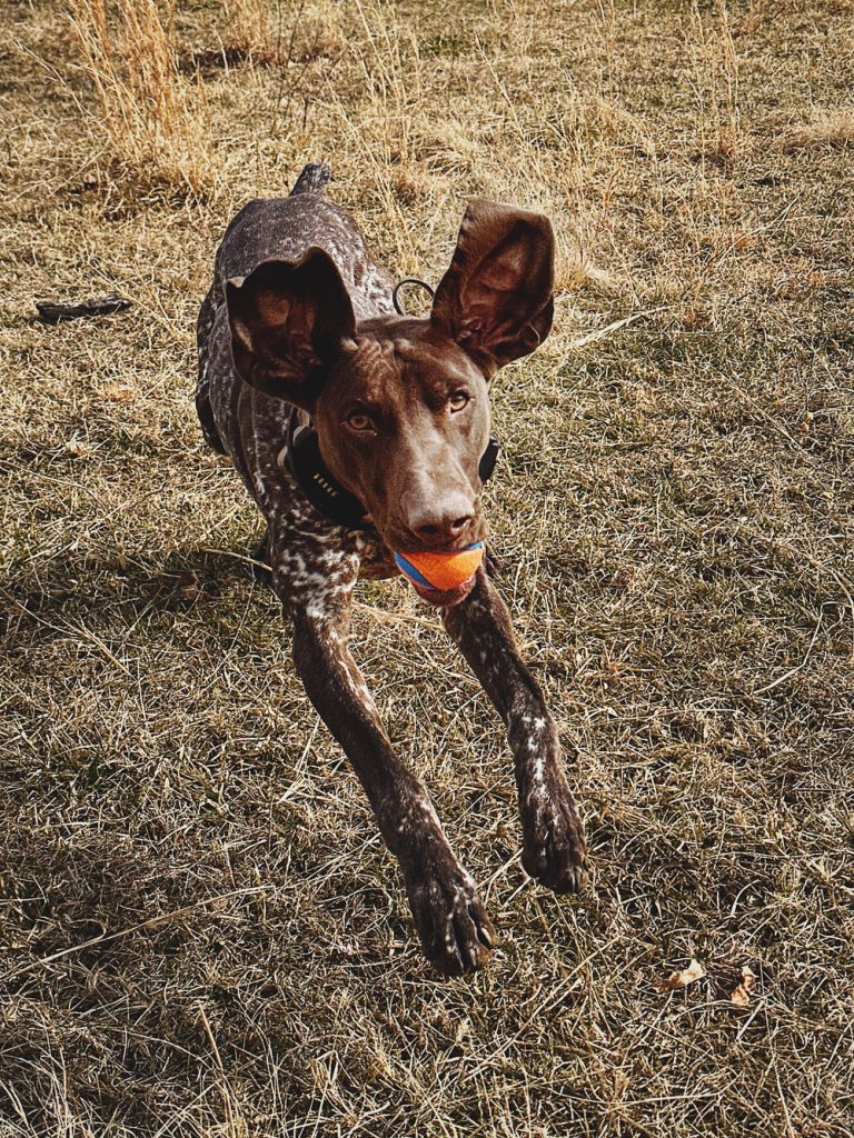 Recall Training