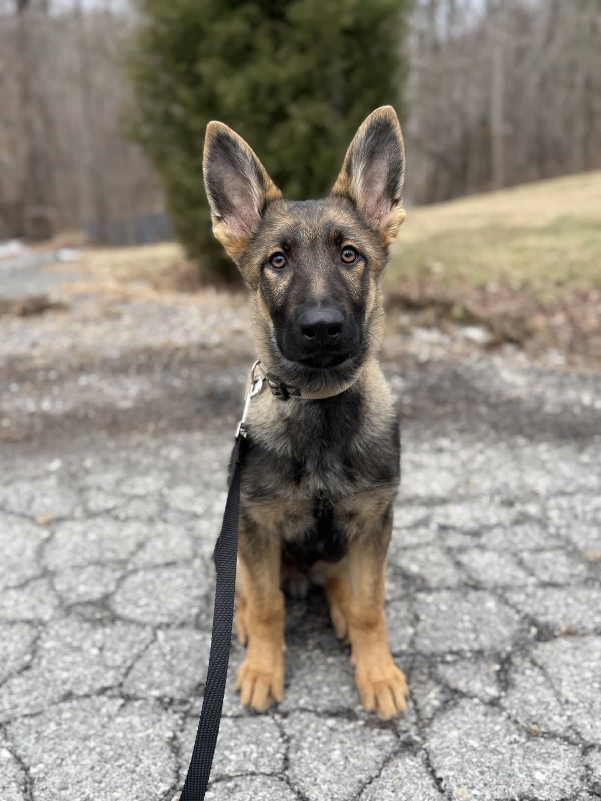 Our Dog Training Philosophy