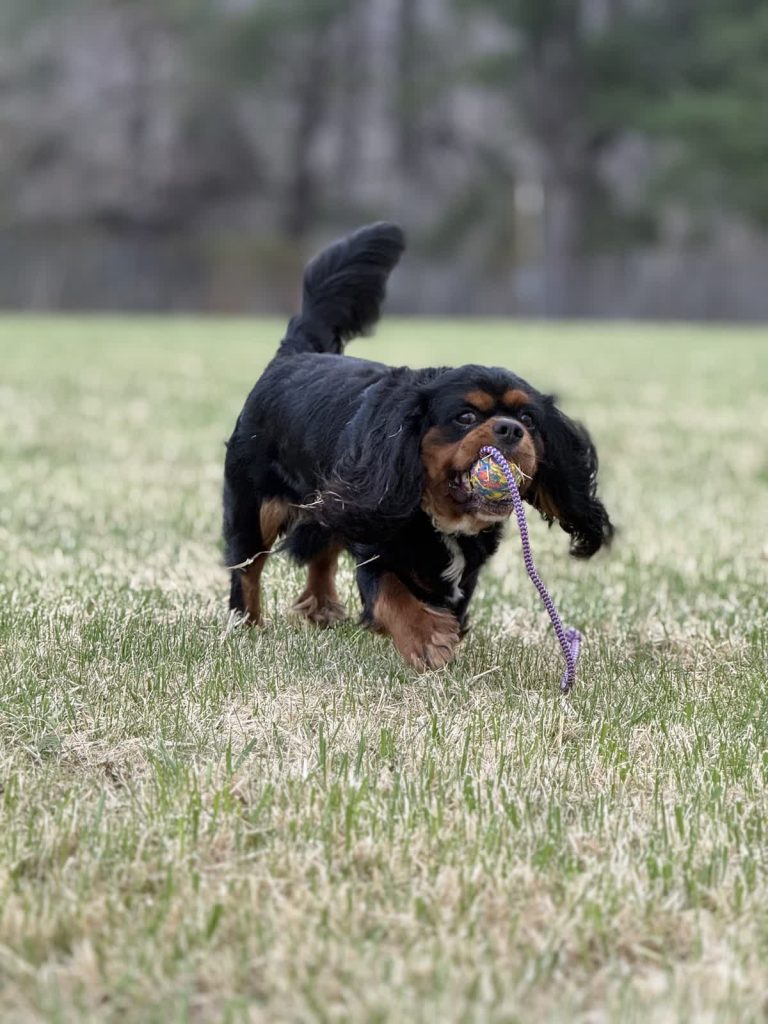 Leash Manners