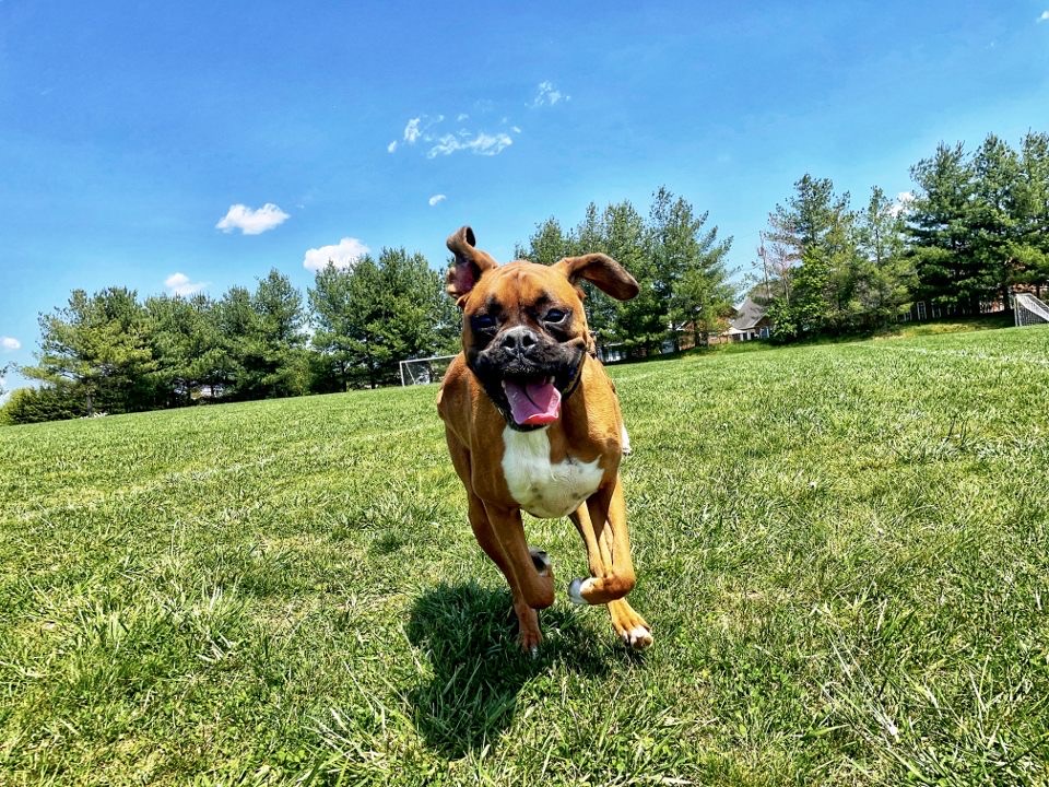 Our Dog Training Philosophy