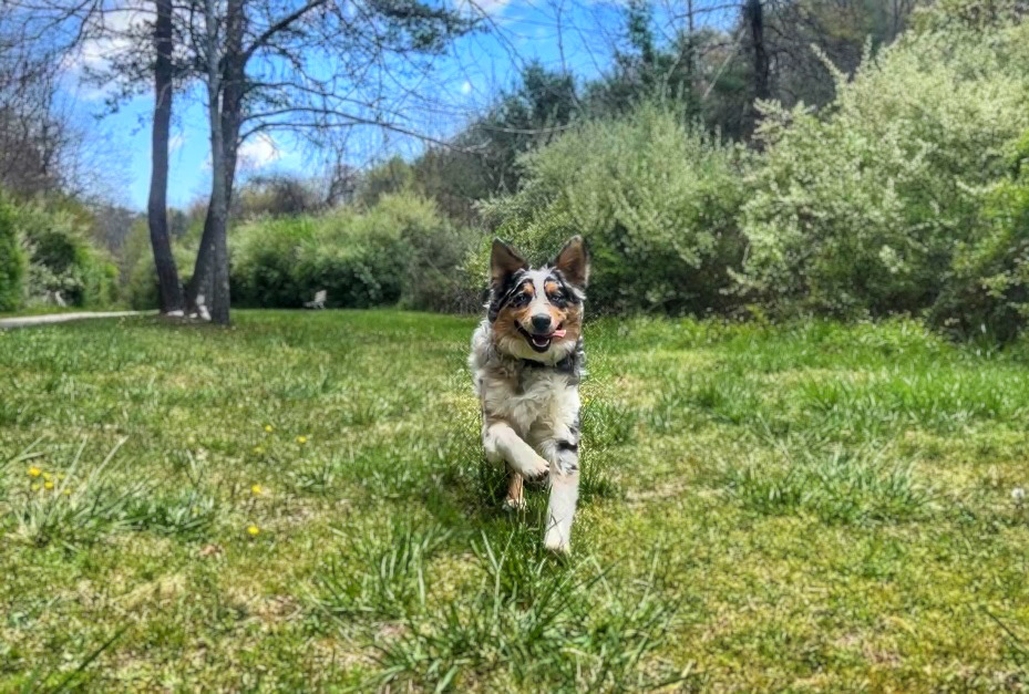 LEASH CONTROL