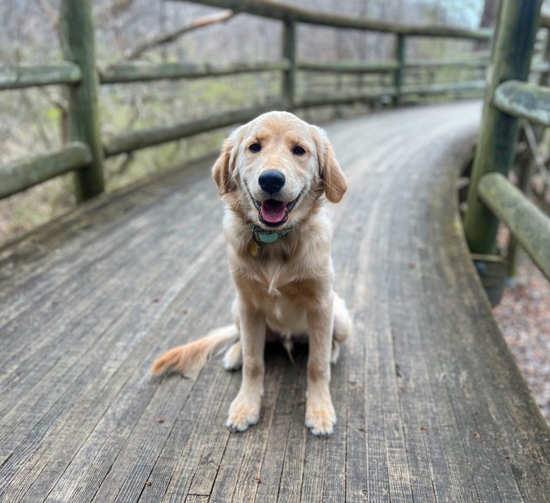 Puppy Training Philosophy
