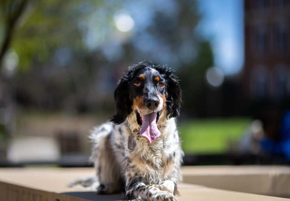 Off-Leash Reliability