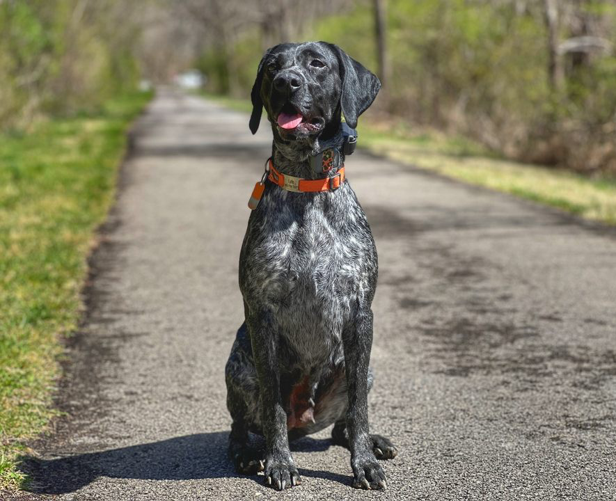 Our Dog Training Philosophy