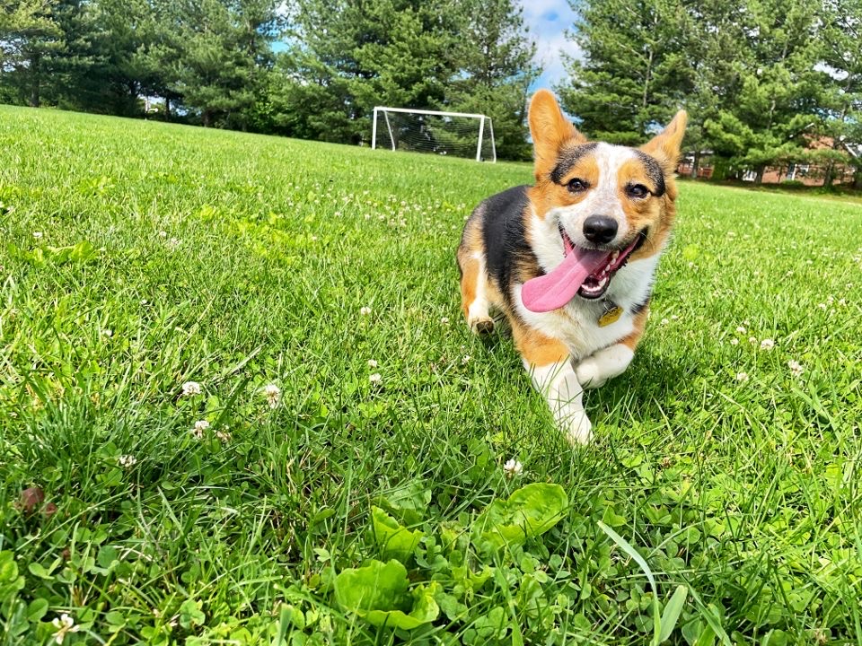 Therapy Dog Training