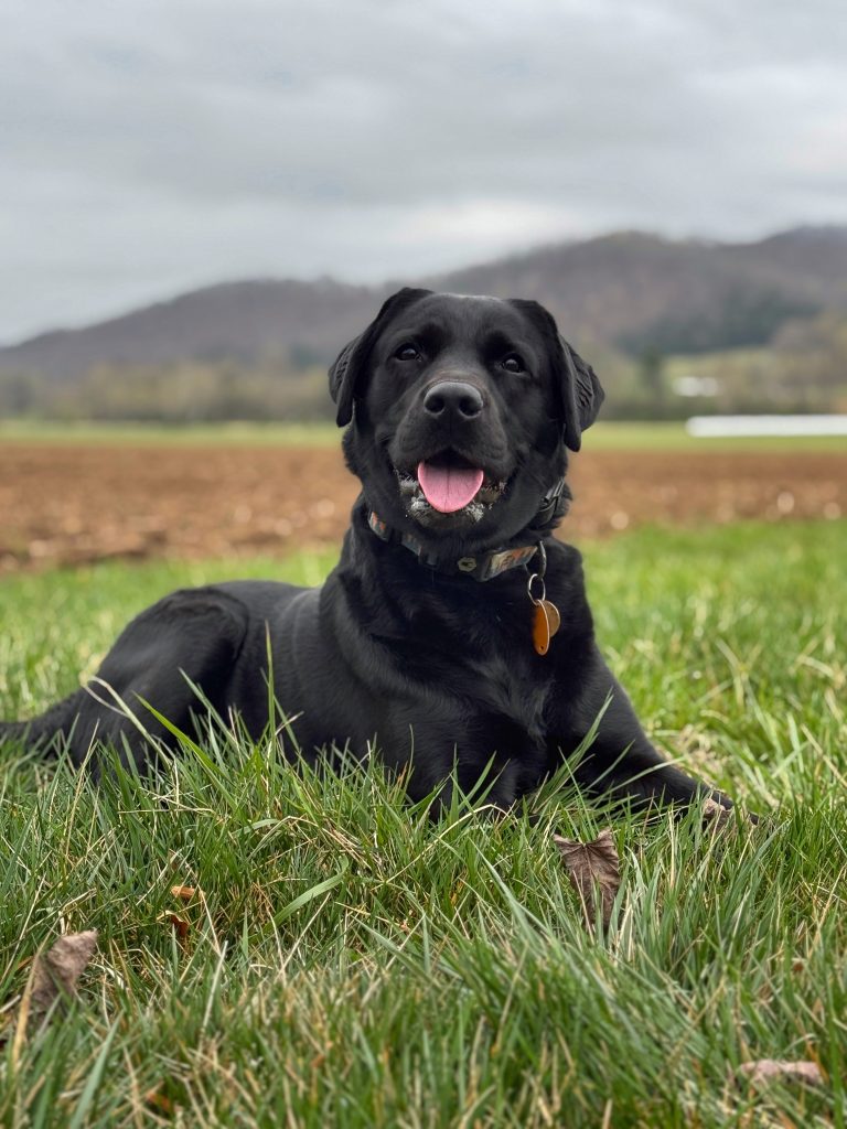 Dog Public Obedience