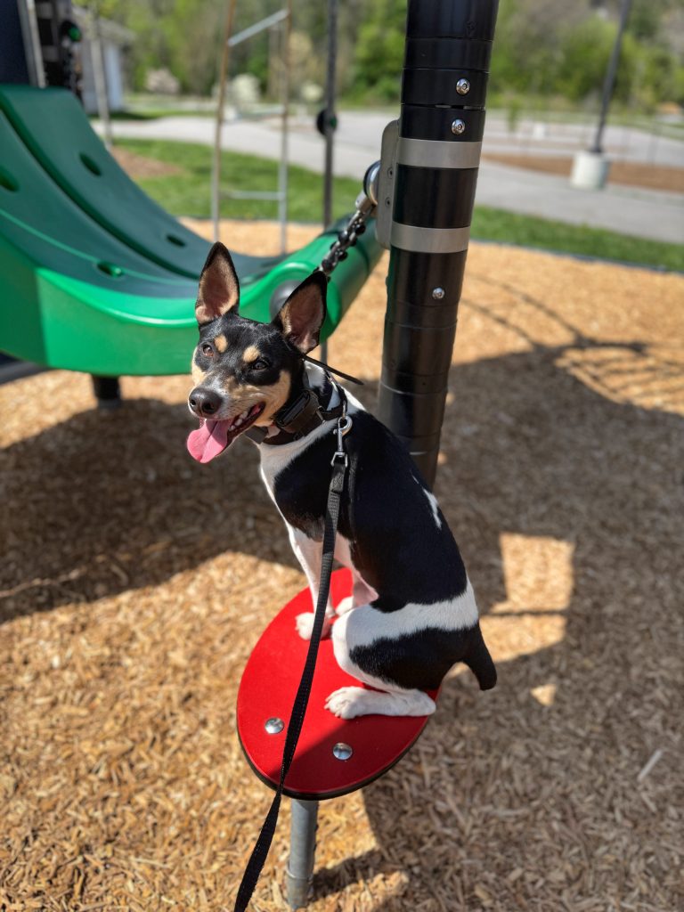 Dog Impulse Control