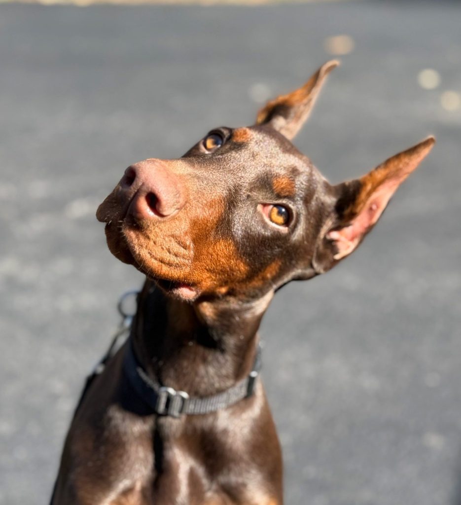 Off-Leash Reliability