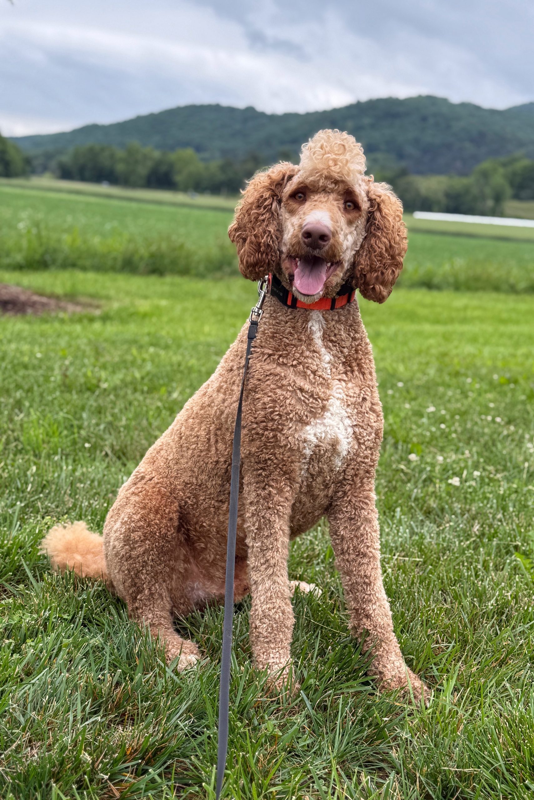 Our Dog Training Philosophy