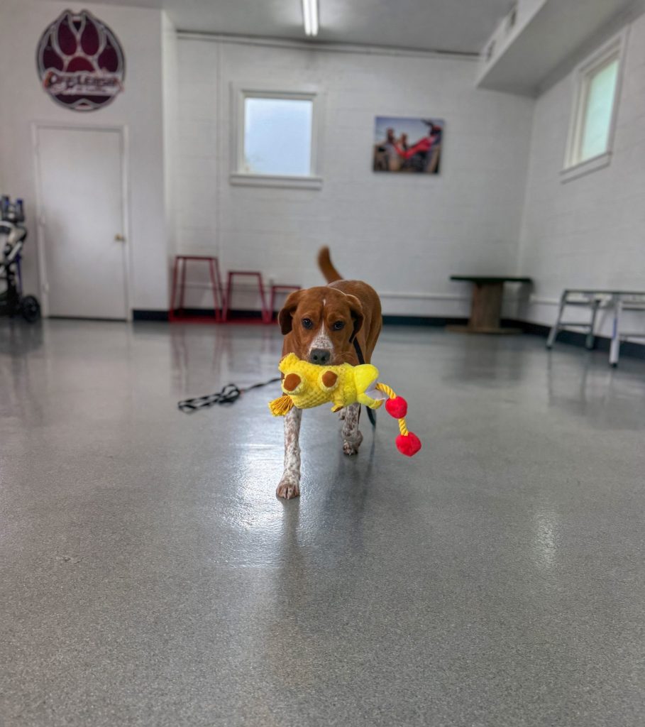 Dog Recall Training