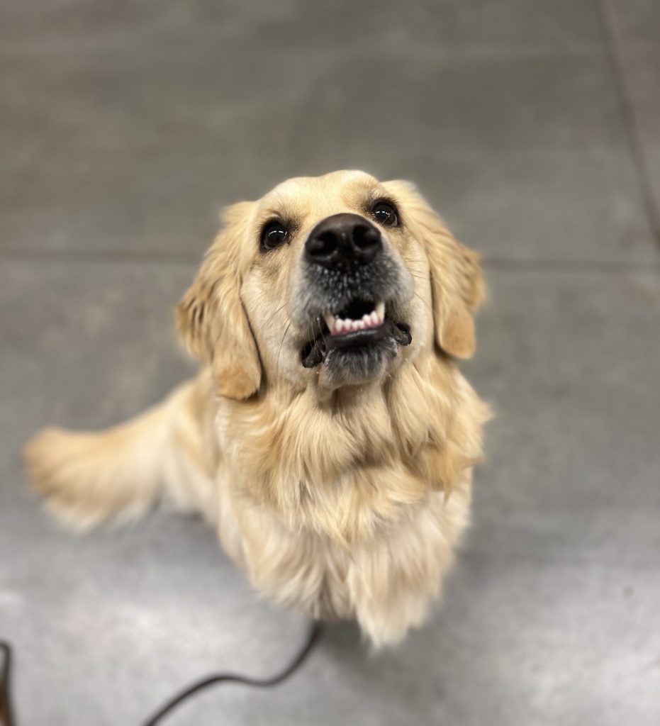 Dog Leash Manners