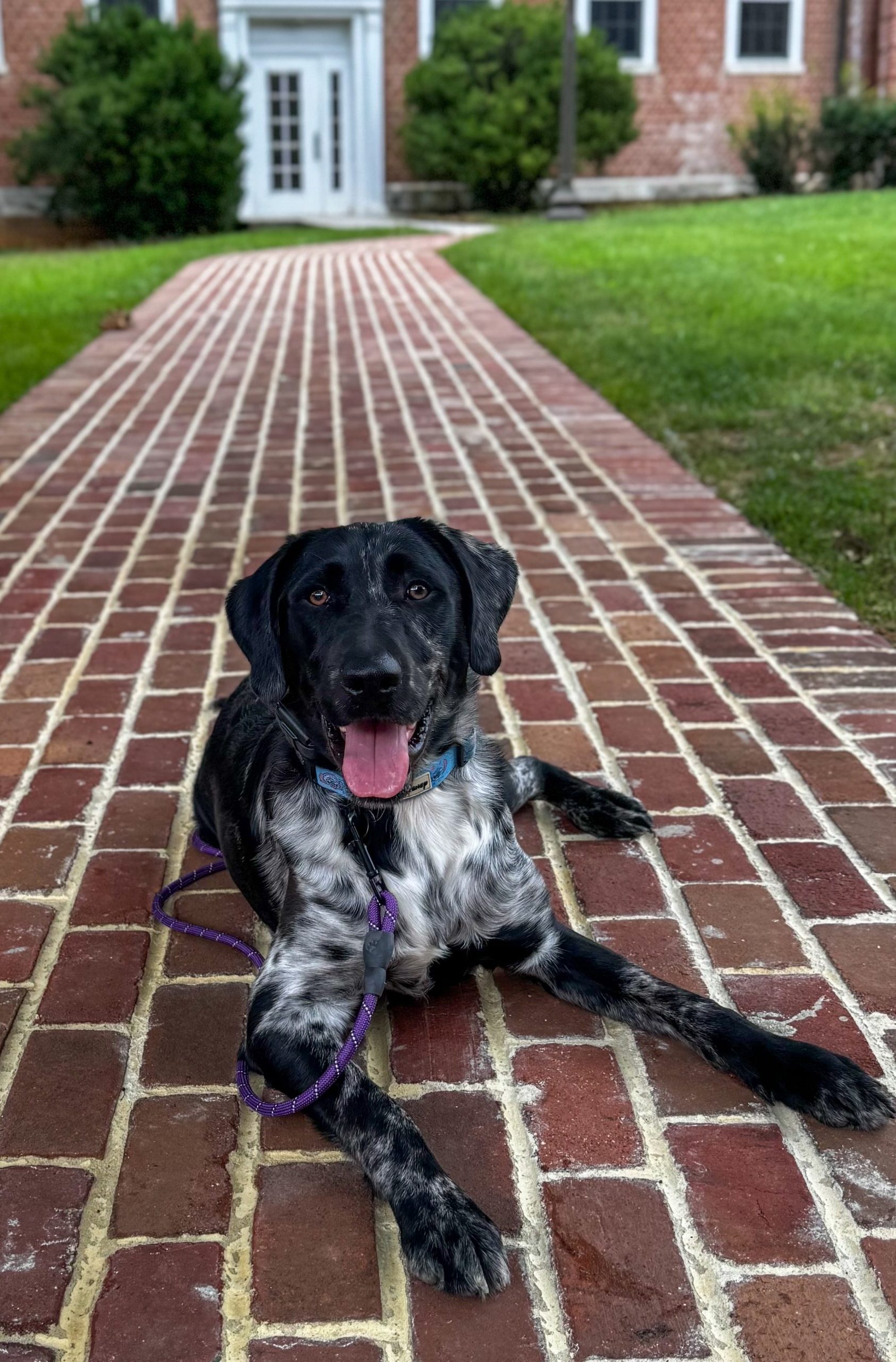 Our Dog Training Philosophy