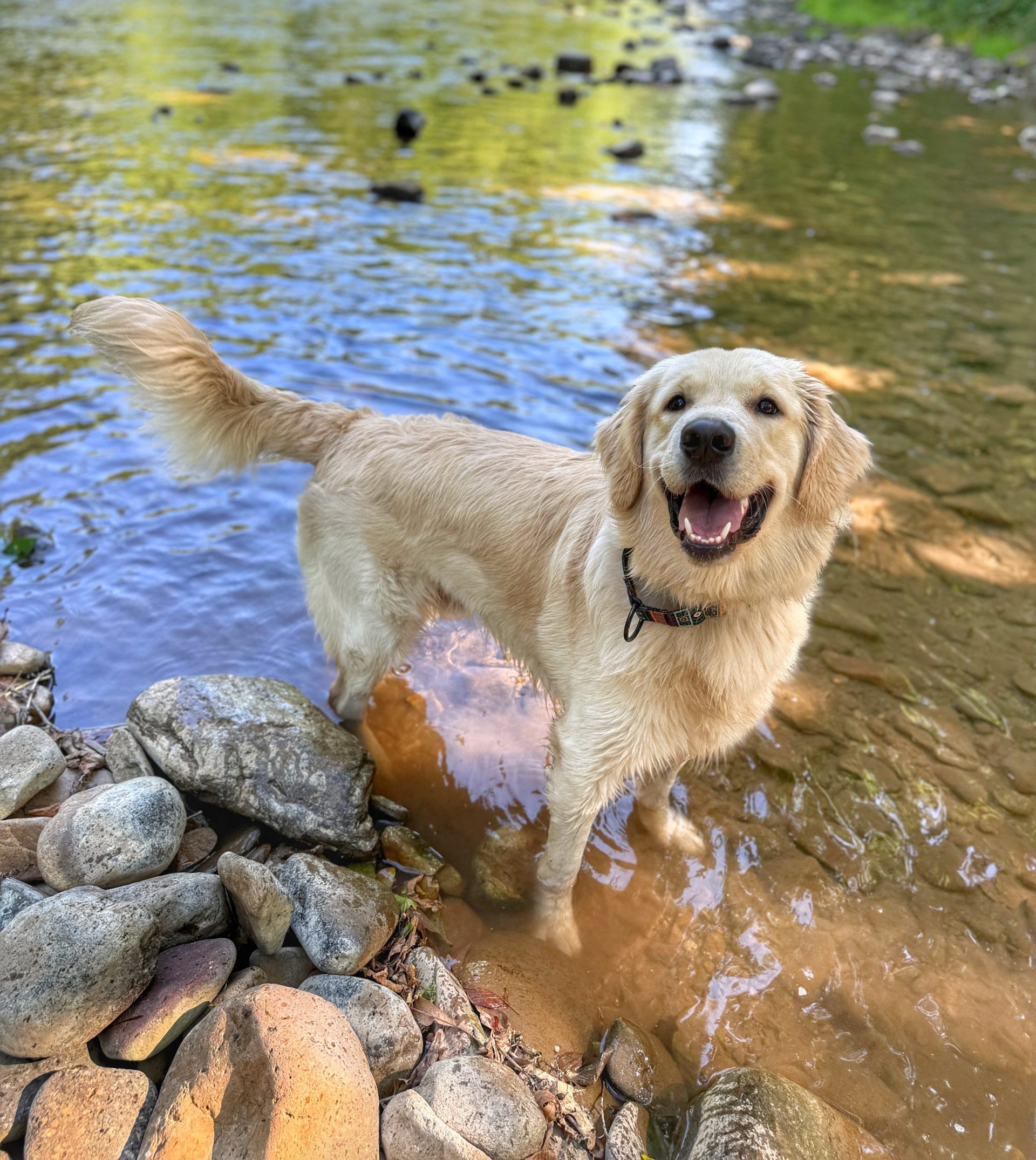 Dog Core Commands