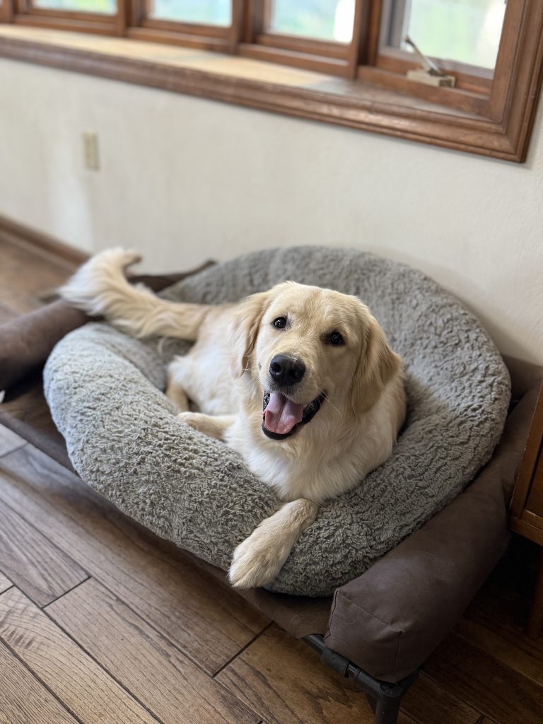 Dog Household Manners