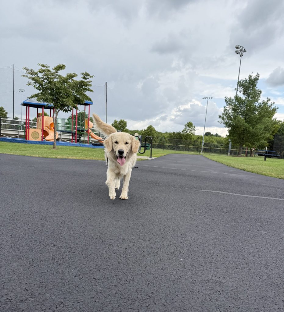 Dog Public Obedience
