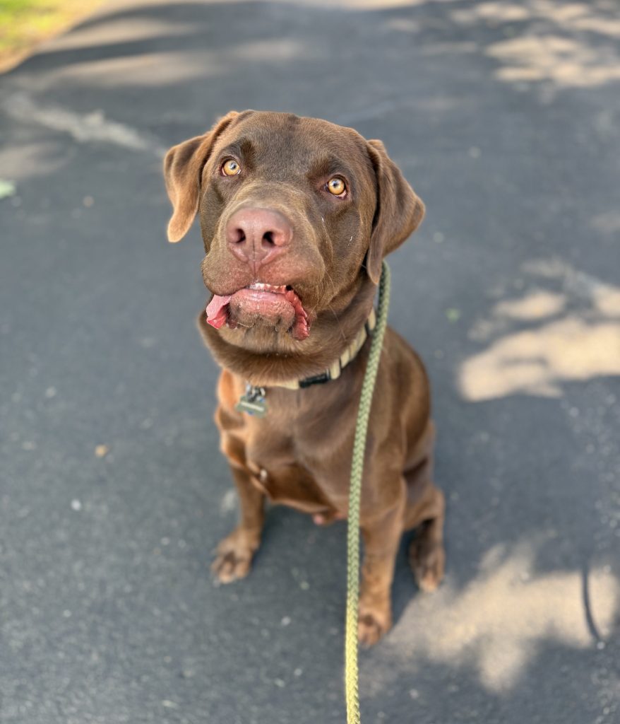 Dog Leash Manners