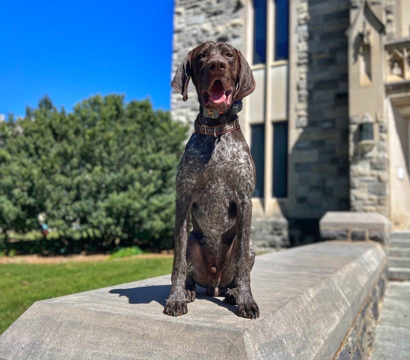 Therapy Dog Training Philosophy