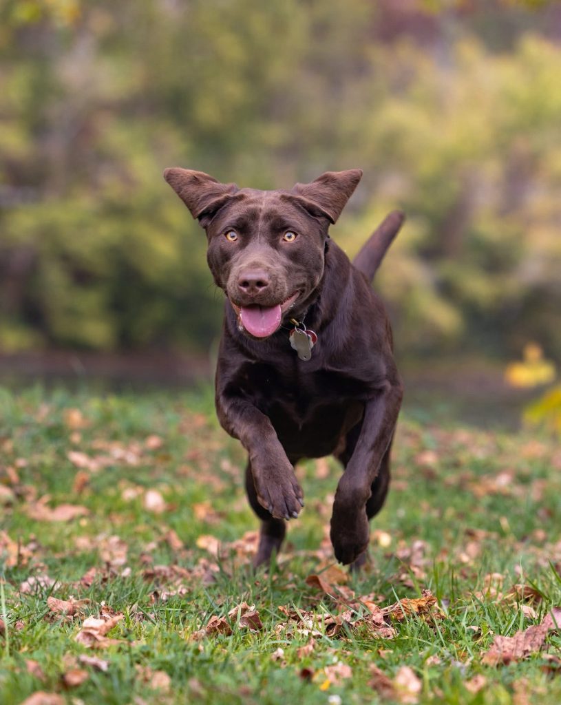 Off-Leash Reliability
