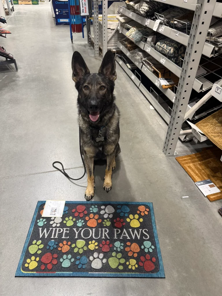 Luna, the German Shepherd, is practicing advanced obedience during dog training in Blacksburg, VA
