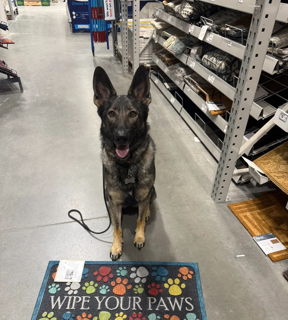 Dog training Pembroke VA German shepherd in store