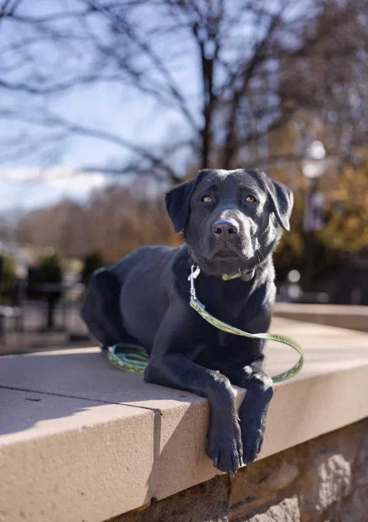 Carter demonstrating improved behavior in Blacksburg, VA