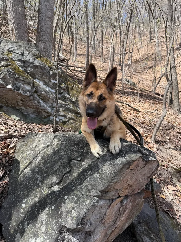 Foxy practicing real-life dog training in Blacksburg VA