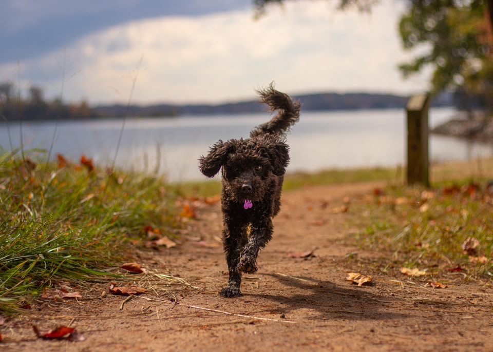 Our Dog Training Philosophy