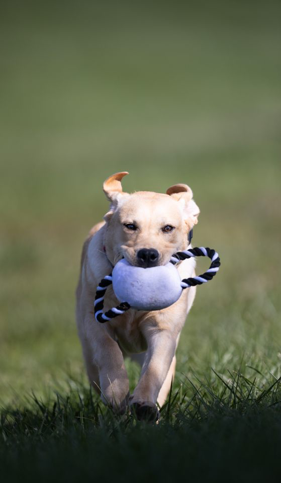 Our Dog Training Philosophy