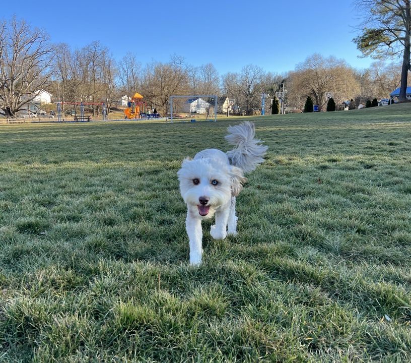 Puppy Training in Wytheville, VA