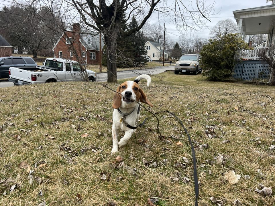 Puppy Training in Blue Ridge, VA