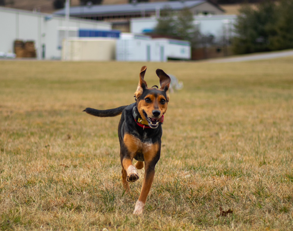 Our Dog Training Philosophy