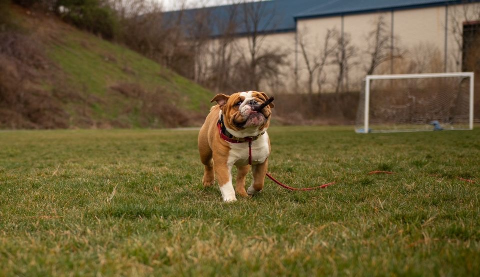 Private Dog Training Lessons in Wytheville, VA