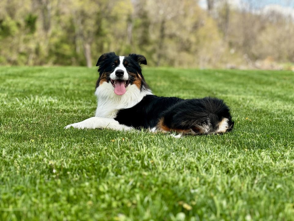 Private Dog Training