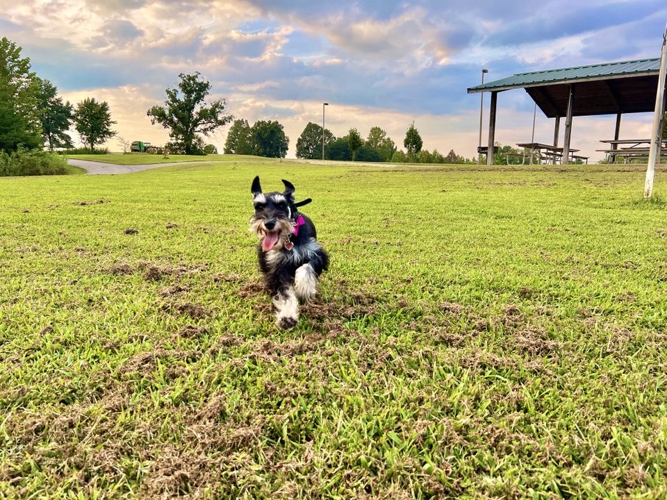 Puppy Training in Vinton, VA
