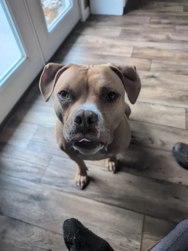 Rescue AmStaff practicing distraction training in Roanoke VA