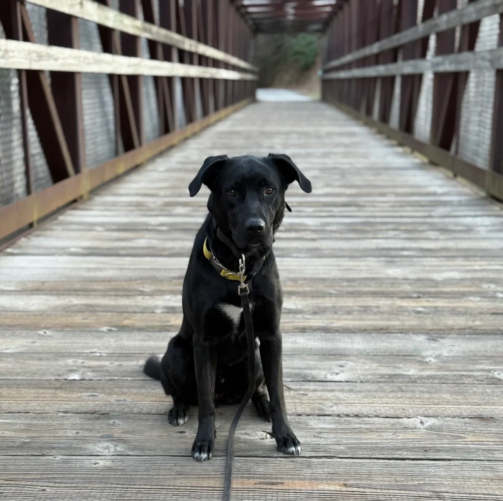 Bingo building better boundaries during training in Christiansburg, VA