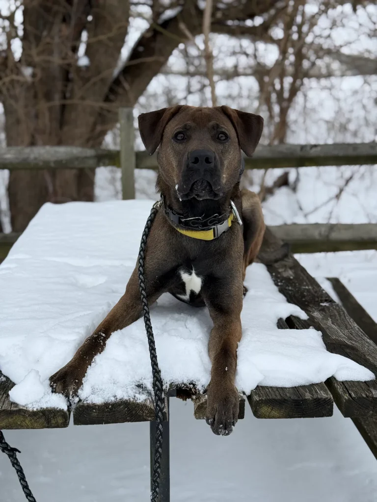 River practicing better walking skills in Christiansburg, VA